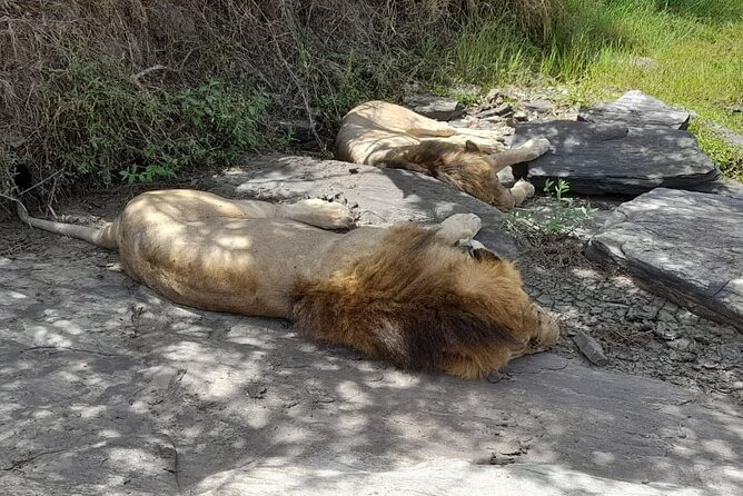 4-Day Masai Mara and Lake Nakuru Jeep Safari - Vehicle comfort and guide quality