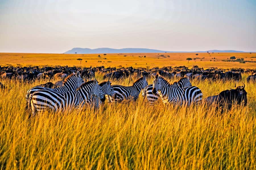 4-Day Masai Mara and Lake Nakuru Safari - From Nairobi to the Mara through the Great Rift Valley
