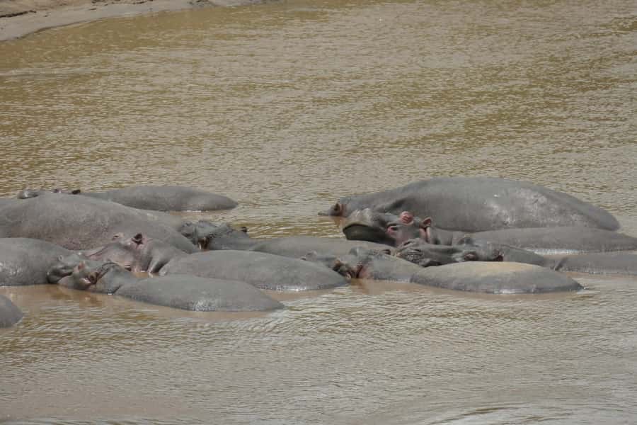 4-Day Masai Mara and Lake Nakuru Safari - What the $1,313 price really covers