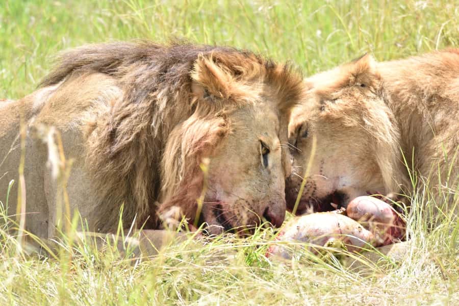 4-Day Masai Mara and Lake Nakuru Safari - Who should book this four-day route?