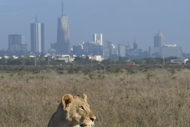 4-Day Masai Mara and Lake Nakuru safari from Nairobi. - Day three begins with predators on the move