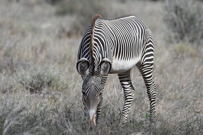 4-Day Masai Mara and Lake Nakuru safari from Nairobi. - Lake Nakuru brings flamingos, rhinos, and giraffes