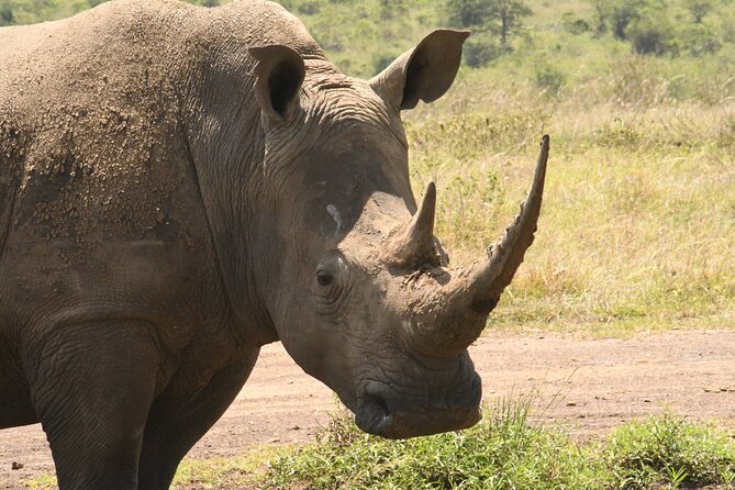 4-Day Masai Mara and Lake Nakuru safari from Nairobi. - The guide can shape the entire safari
