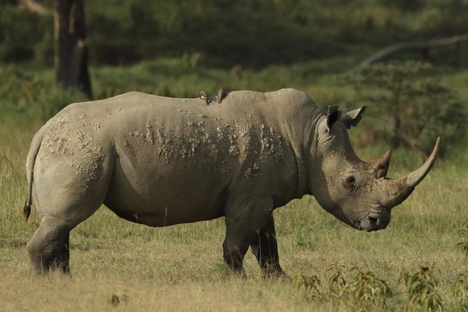 4-Day Masai Mara and Lake Nakuru safari from Nairobi. - Your first Maasai Mara game drive on day one