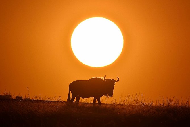 4-Day Masai Mara and Lake Nakuru Safari Tour from Nairobi - Two Kenyan parks in four days