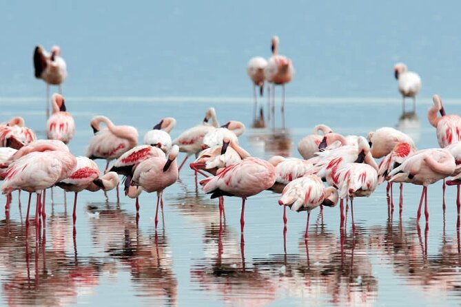 4-Day Masai Mara and Lake Nakuru Safari Tour from Nairobi - Day 4: Early cats, final sightings, and Nairobi
