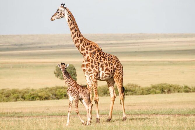 4-Day Masai Mara and Lake Nakuru Safari Tour from Nairobi - Food, water, and physical demands