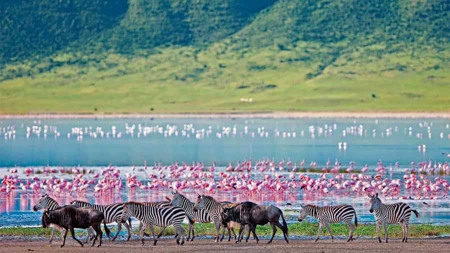 4-Day Masai Mara and Lake Nakuru Safari - Your first afternoon in Masai Mara