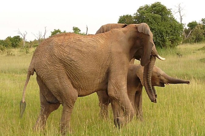 4-Day Masai Mara Big Five Safari - Day 3: Covering new ground for the animals you missed