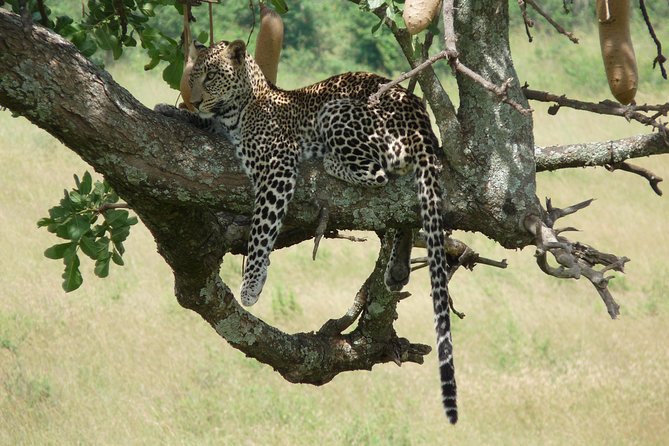 4-Day Masai Mara Big Five Safari - How the private format affects the experience