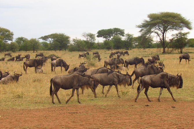 4-Day Masai Mara Big Five Safari - Day 2: A full day among lions, elephants, and the Mara River