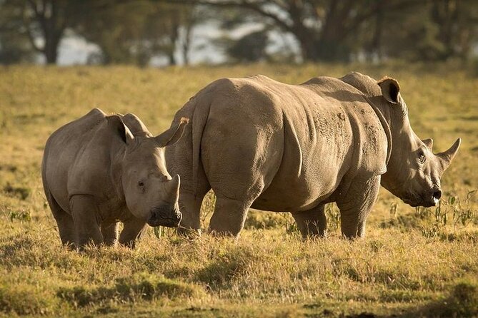 4-Day Masai Mara, L Naivasha and L Nakuru Safari - Is $1,196 good value?