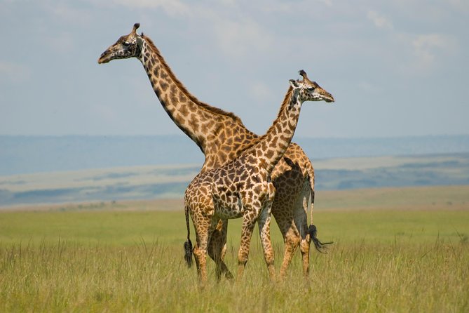 4 Day Masai Mara & Lake Nakuru Group Joining Camping Safari - Daily Departures - Day 2: A full day beside the Mara River