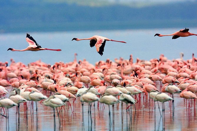 4 Day Masai Mara & Lake Nakuru Group Joining Camping Safari - Daily Departures - What the $1,495 price really covers