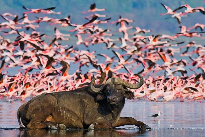4 Day Masai Mara & Lake Nakuru Group Joining Camping Safari - Daily Departures - The guide can make or break the safari