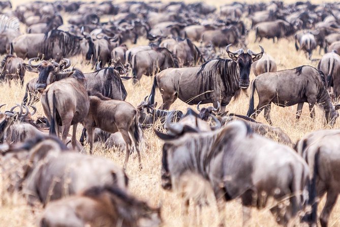 4-Day Masai Mara - Luxury Private safari (JEEP) - Why four days works well in Masai Mara