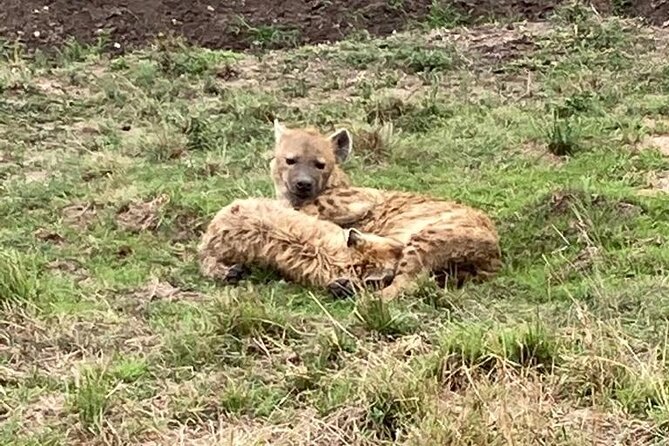 4-Day Masai Mara - Luxury Private safari (JEEP) - What the $2,020 price covers