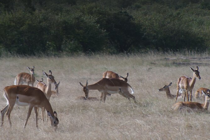 4-Day Masai Mara - Luxury Private safari (JEEP) - The private Jeep makes the difference