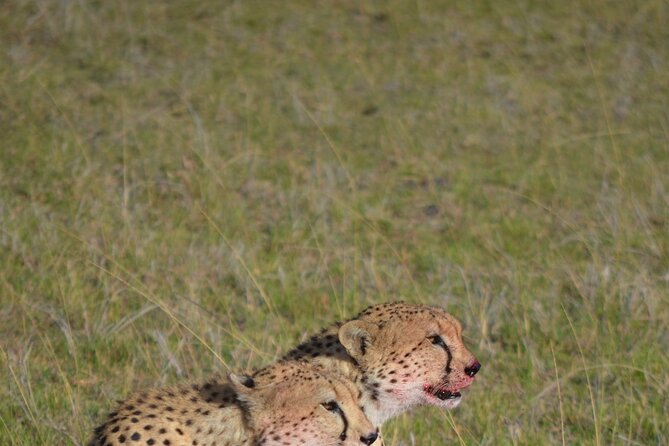 4 Day Private Lake Naivasha and Maasai Mara Safari Adventure - A Full Day Searching for Mara Wildlife