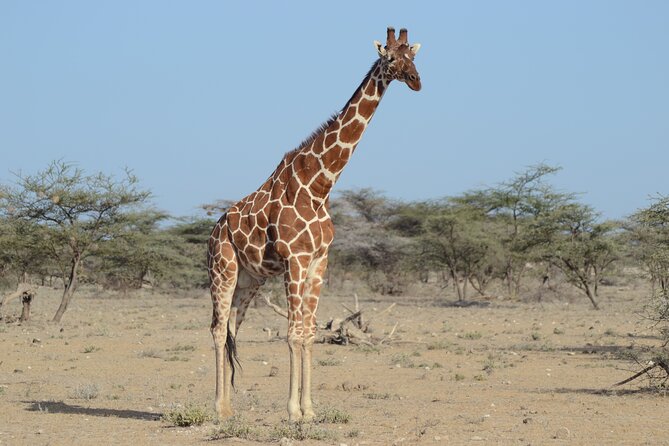 4 Day Private Masai Mara Flight Safari Tour from Nairobi - Day two, from sunrise to migration country