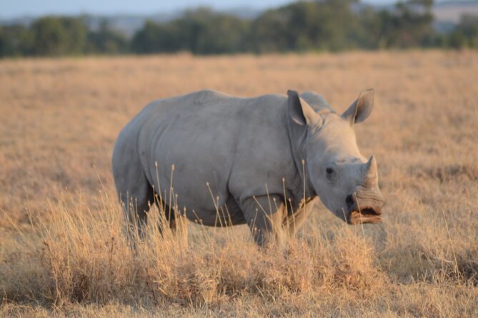 4 Day Private Masai Mara Flight Safari Tour from Nairobi - Day three, choosing your own safari rhythm