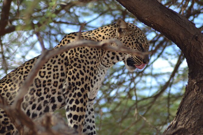 4 Day Private Masai Mara Flight Safari Tour from Nairobi - Day four, one last drive before the flight