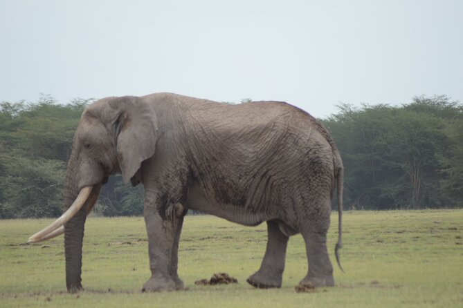 4 Day Private Masai Mara Flight Safari Tour from Nairobi - What the $3,900 price really covers