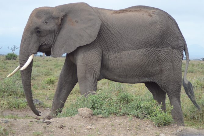 4 Day Private Masai Mara Flight Safari Tour from Nairobi - Your first Mara game drive on day one