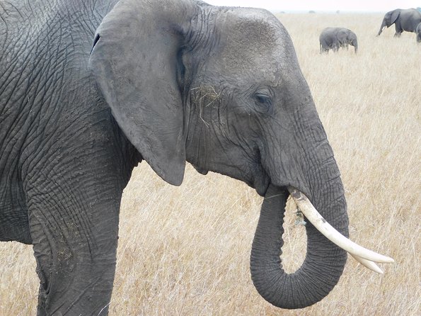 4 Day Private Masai Mara National Reserve & Lake Nakuru National Park Safari - Day 3: A full Masai Mara game-viewing day
