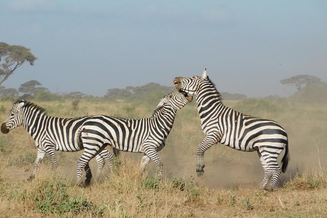 4 Day Private Masai Mara National Reserve & Lake Nakuru National Park Safari - Day 4: One last Mara drive and the road back to Nairobi