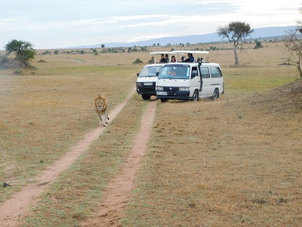 4 Day Private Masai Mara National Reserve & Lake Nakuru National Park Safari - Day 2: A short Nakuru drive, then on to the Masai Mara