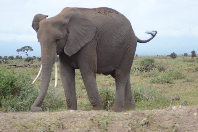 4-Day Safari to Tsavo and Amboseli from Diani Beach - Why this safari works from Diani Beach