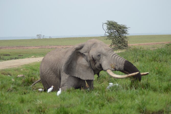4-Day Safari to Tsavo and Amboseli from Diani Beach - What the private Land Cruiser changes