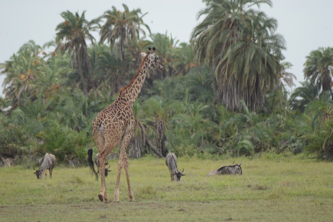 4-Day Safari to Tsavo and Amboseli from Diani Beach - Day two: Mzima Springs and Amboseli elephants