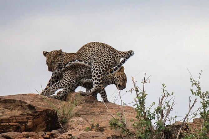 4-Day Tour in Lake Nakuru, Lake Naivash, Masai Mara from Nairobi - Why this safari works as a short Kenya sampler
