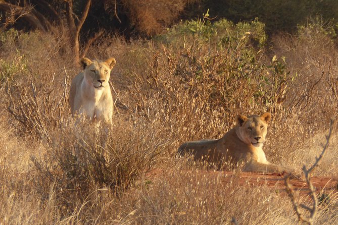 4-Day Tsavo East West and Amboseli National Park from Mombasa - Day 2: Tsavo West’s rocky country and unusual lions