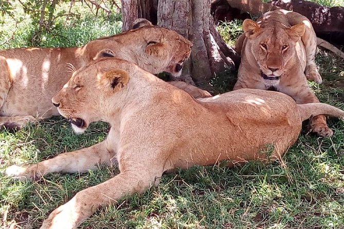 4-Day Tsavo East West and Amboseli National Park from Mombasa - Day 3: Mzima Springs before Amboseli