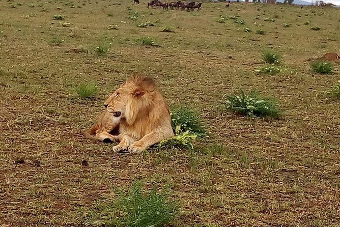 4-Day Tsavo East West and Amboseli National Park from Mombasa - Day 4: A final Amboseli drive toward Nairobi
