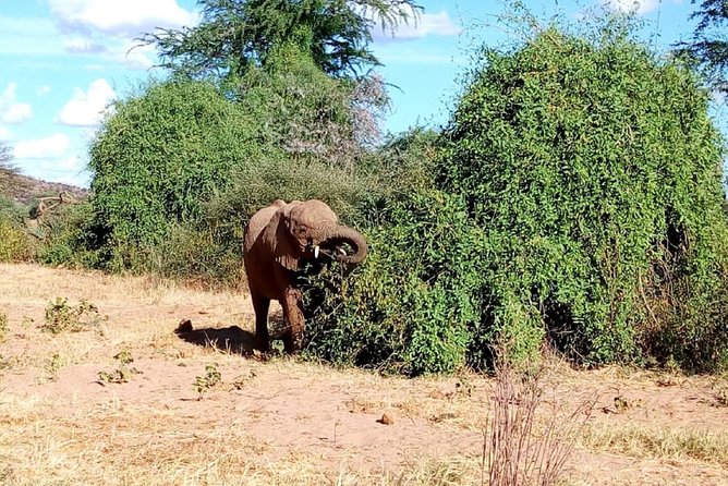4-Day Tsavo East West and Amboseli National Park from Mombasa - Who gets the best value from this safari?