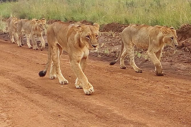 4-Day Tsavo East West and Amboseli National Park from Mombasa - Day 1: Tsavo East and the wildlife at Aruba Dam