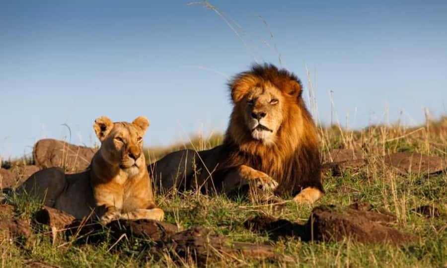 4 Days 3 Nights Masai Mara, L.Nakuru Jeep. - Key points at a glance