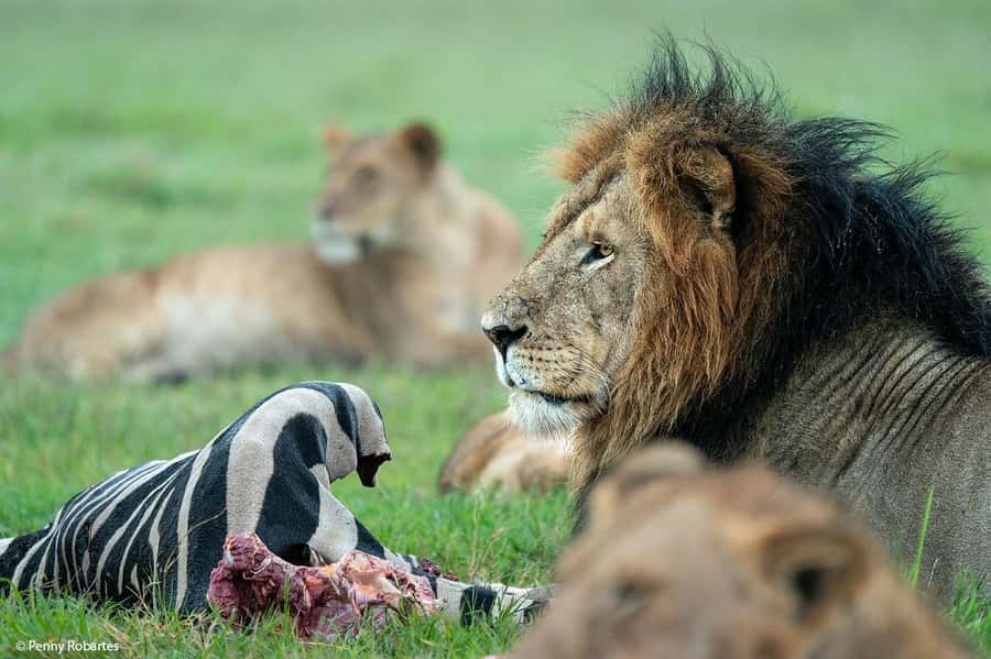 4 Days 3 Nights Masai Mara, L.Nakuru Jeep. - Guides, communication, and possible vehicle changes