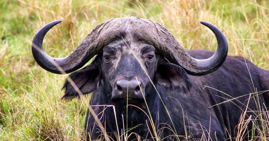 4 Days 3 Nights Masai Mara, L.Nakuru Jeep. - Should you book the Masai Mara and Nakuru combination?