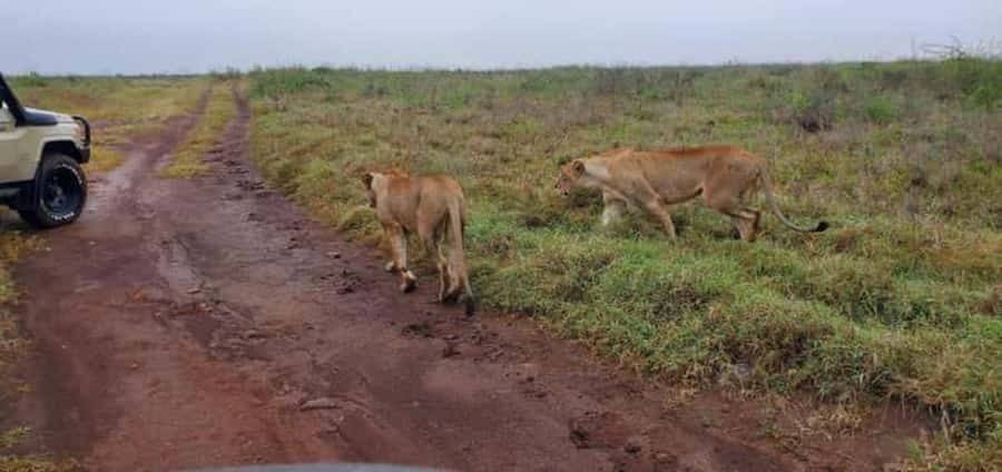 4 Days 3 Nights Masai Mara, L.Nakuru Jeep. - Day two: a full Masai Mara game drive