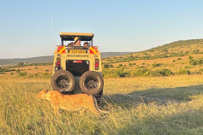 4 Days 4WD Private Maasai Mara, Nakuru Parks with Lodge LUXURY - Day 4: An optional-feeling early choice in Lake Nakuru