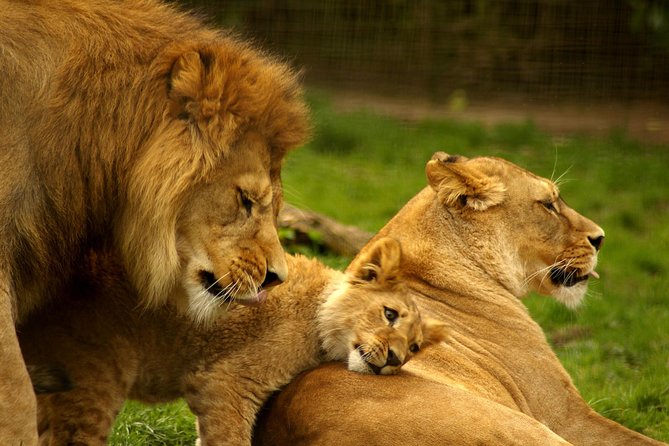 4-Days Best Wildlife Safari: Amboseli, Tsavo West & Tsavo East Private Safari - Day 1: elephants and Kilimanjaro in Amboseli