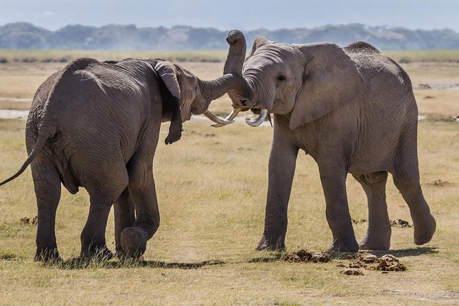 4-Days Best Wildlife Safari: Amboseli, Tsavo West & Tsavo East Private Safari - Day 3: Mzima Springs and the road to Tsavo East