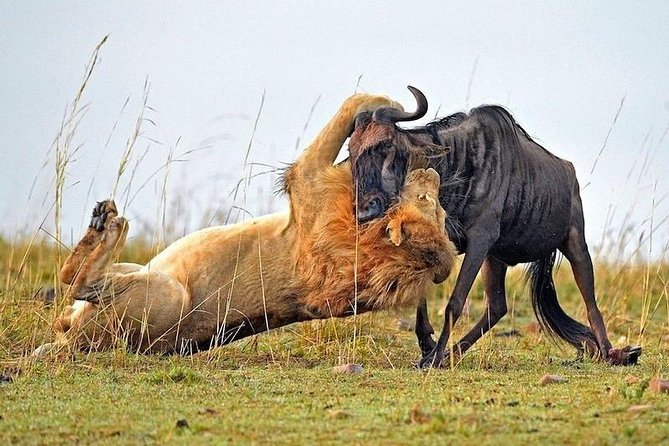4-Days Best Wildlife Safari: Amboseli, Tsavo West & Tsavo East Private Safari - Who should book this safari