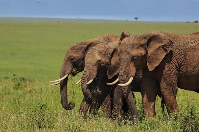 4 Days Enthralling Safaris in Kenya-lake Nakuru Masai Mara - Why this four-day route works