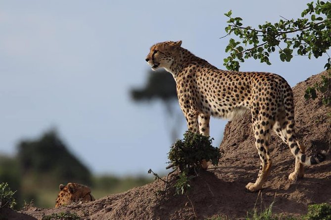 4 Days Enthralling Safaris in Kenya-lake Nakuru Masai Mara - The road to Maasai Mara